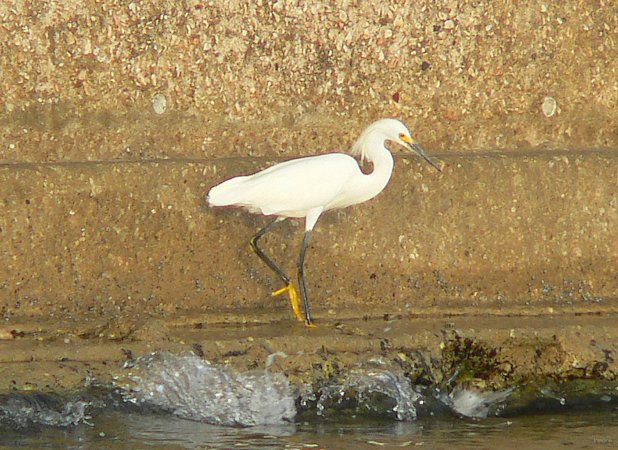 10- Une aigrette neigeuse 